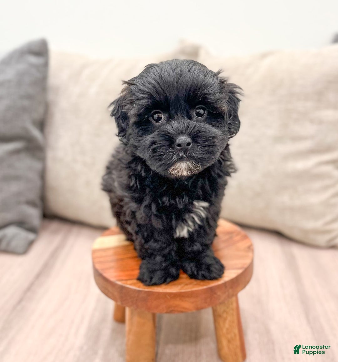 Shihpoo dogs for sale: Leti - Image 5