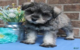 Miniature Schnauzer dogs for sale: Nolan - Image 5