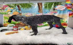 German Shorthaired Pointer dogs for sale: SaraBeth - Image 3