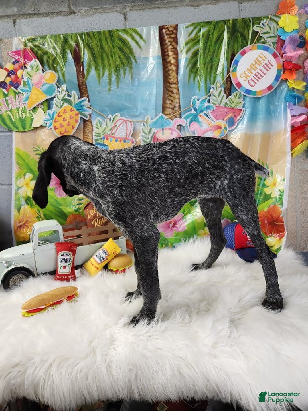 German Shorthaired Pointer dogs for sale: SaraBeth - Image 3
