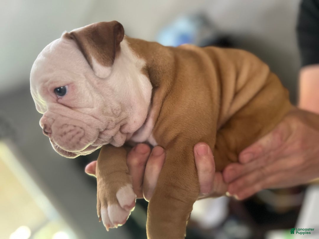 Olde English Bulldogge dogs for sale: Dot - Image 7