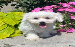 Coton De Tulear dogs for sale: Candy - Image 4