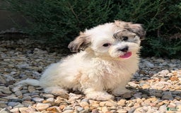 Teddy Bear dogs for sale: Whipped Cream - Image 15