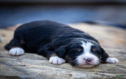 Mini Bernedoodle dogs for sale: Rue - Image 14
