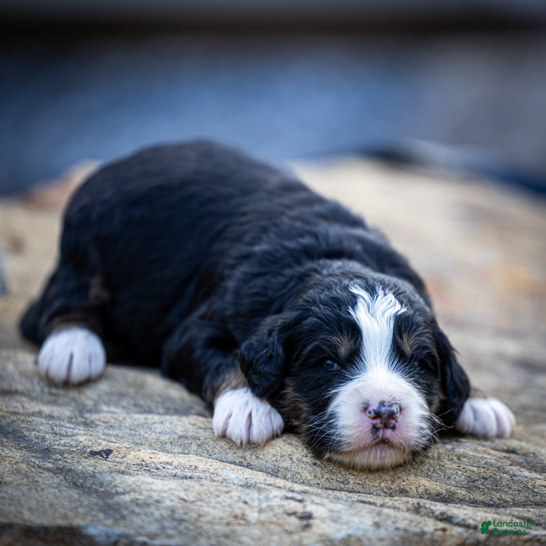 Mini Bernedoodle dogs for sale: Rue - Image 14