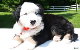 Miniature Australian Shepherd dogs for sale: Josh - Image 4