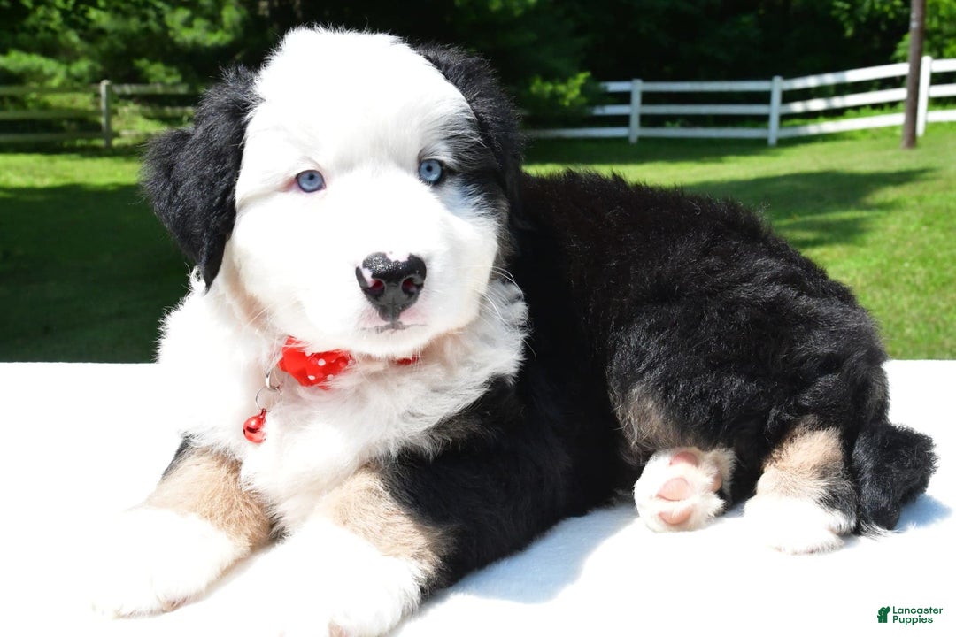 Miniature Australian Shepherd dogs for sale: Josh - Image 4
