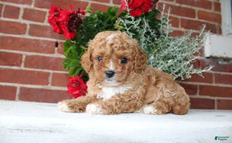 Cavapoo dogs for sale - Ad 2