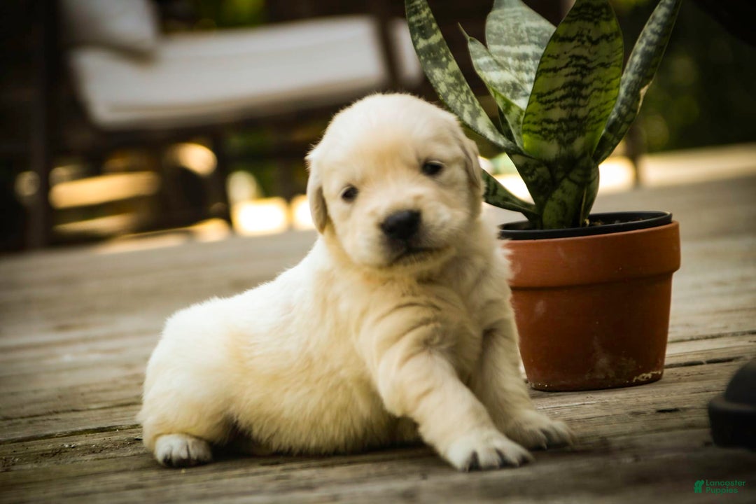 Golden Retriever dogs for sale: Tawny - Image 15