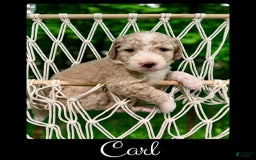 Bernedoodle dogs for sale: Carl - Image 2