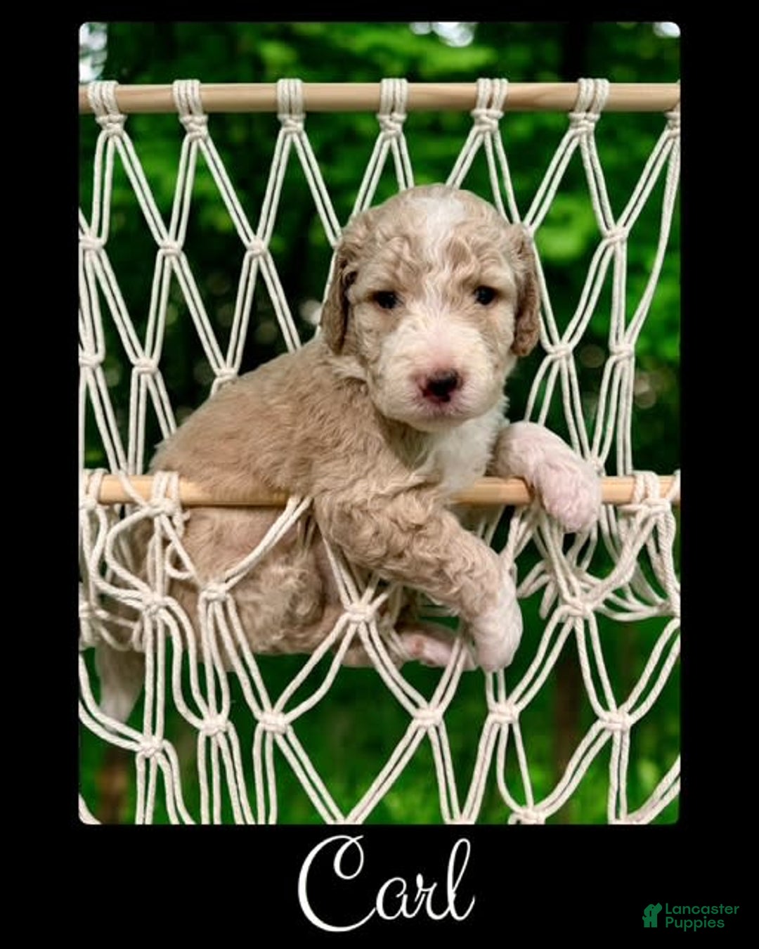 Bernedoodle dogs for sale: Carl - Image 2