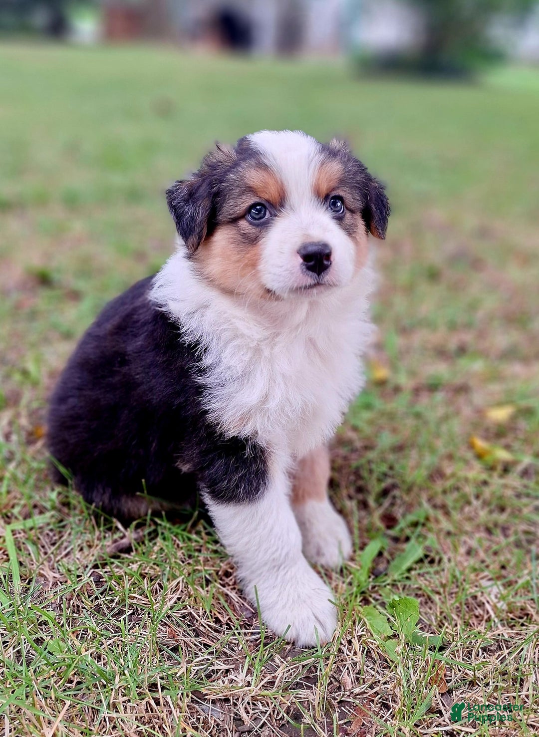 Australian Shepherd dogs for sale: Nate - Image 11