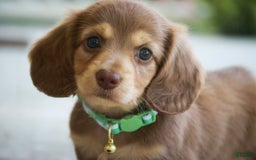 Miniature Dachshund dogs for sale: Forrest - Image 3