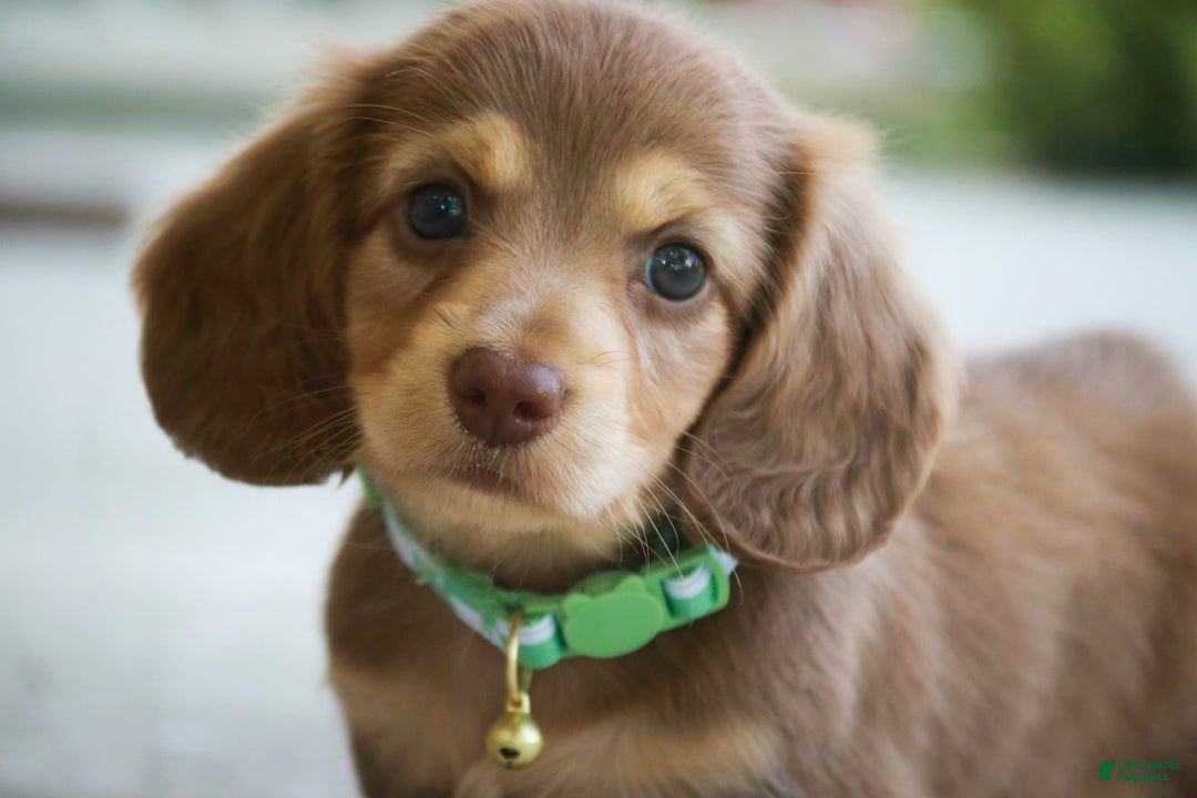 Miniature Dachshund dogs for sale: Forrest - Image 3