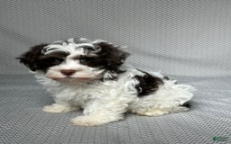 Havapoo dogs for sale: Ace - Image 4