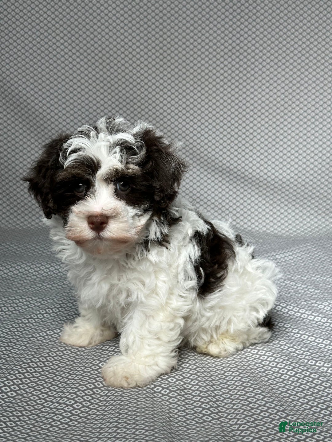 Havapoo dogs for sale: Ace - Image 4