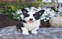 Welsh Corgi Pembroke dogs for sale: Irena - Image 4