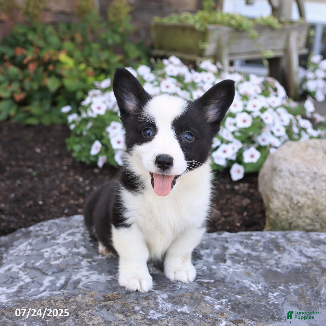 Welsh Corgi Pembroke dogs for sale: Irena - Image 4