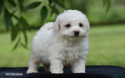 Bichon Frise dogs for sale: Jared - Image 5