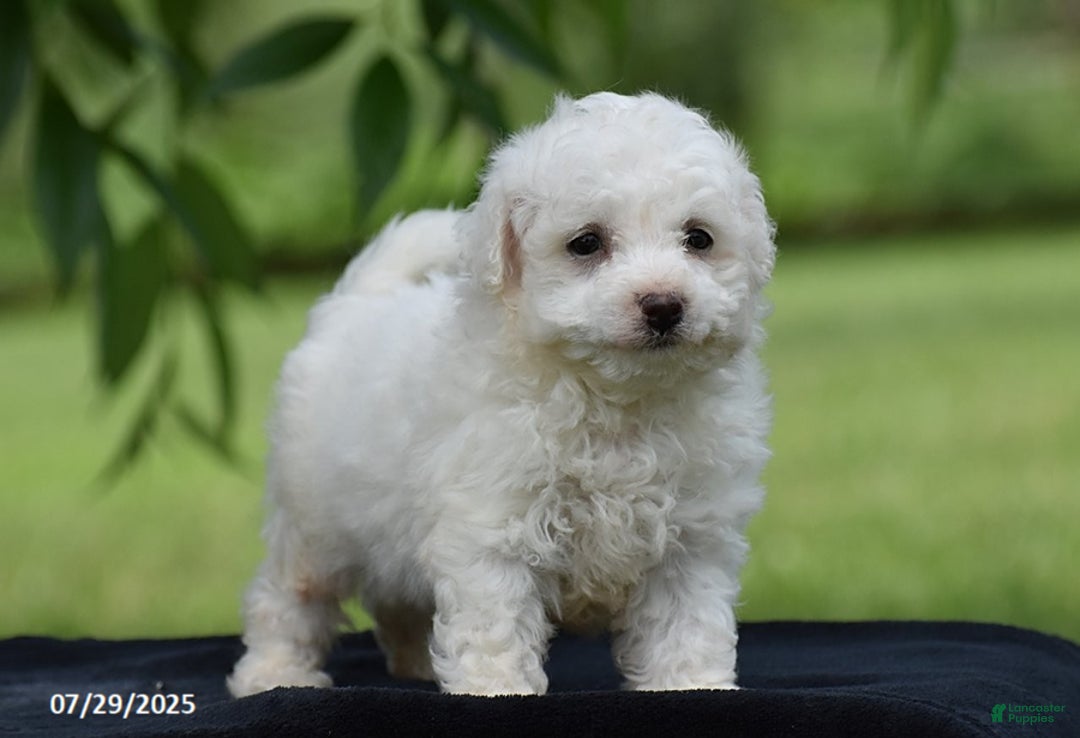Bichon Frise dogs for sale: Jared - Image 5