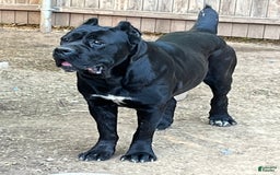 Cane Corso dogs for sale: Cane Corso - Image 11