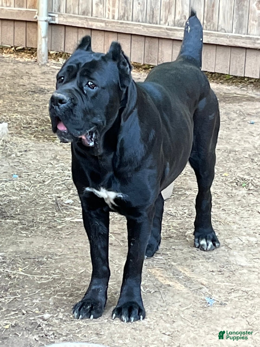 Cane Corso dogs for sale: Cane Corso - Image 11