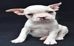 Boston Terrier dogs for sale: Jezabel - Image 1