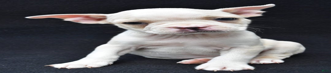 Jezabel