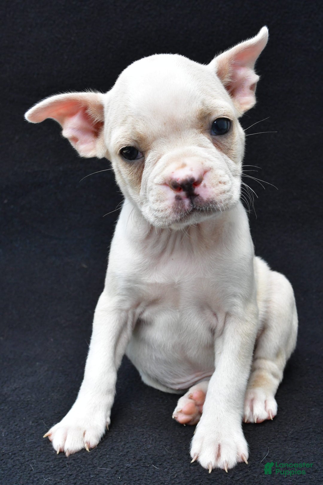 Boston Terrier dogs for sale: Jezabel - Image 1