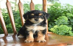 Teddy Bear dogs for sale: Zephyr - Image 2