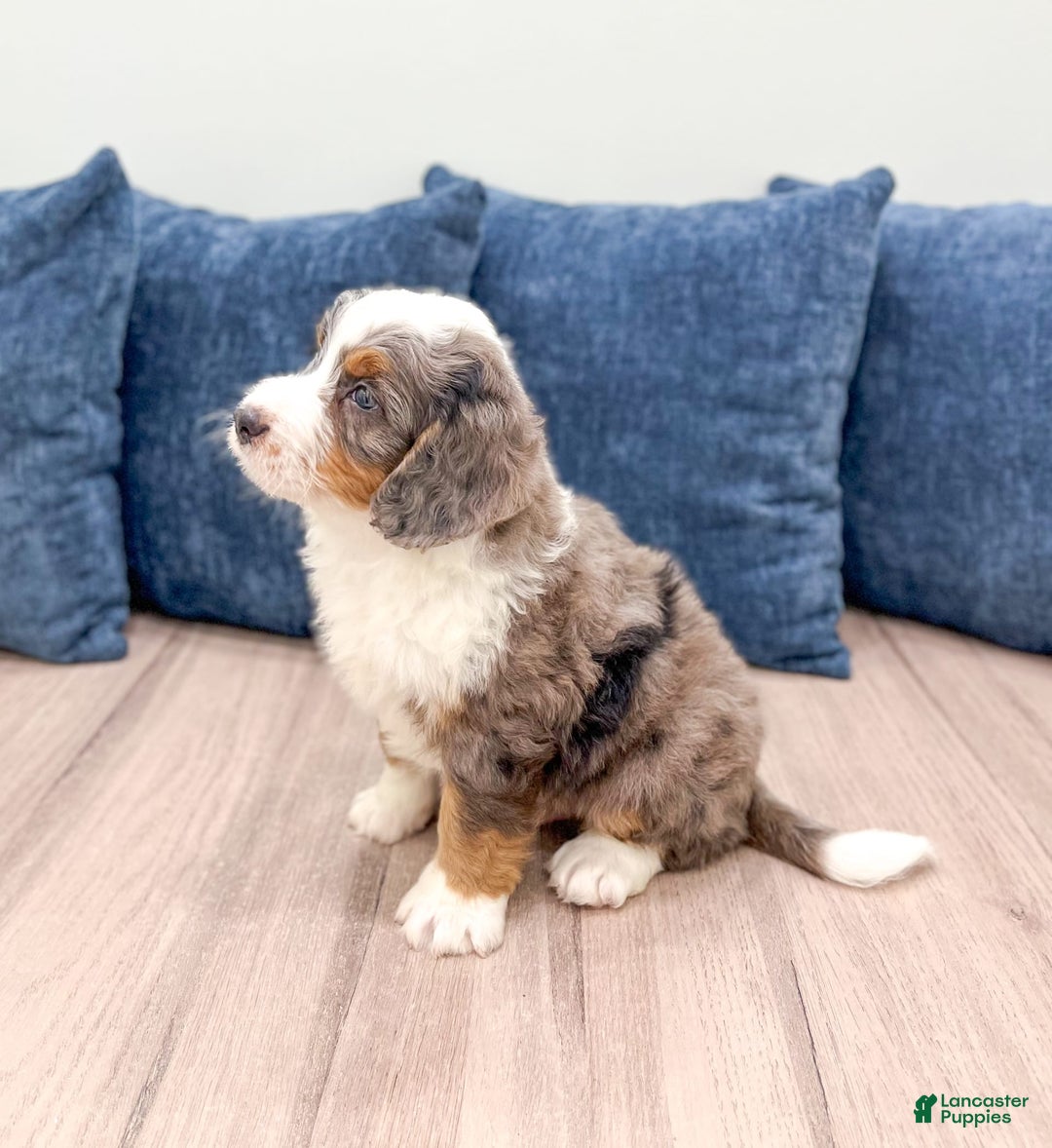 Mini Bernedoodle dogs for sale: Milo - Image 5