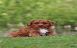 Cavapoo dogs for sale: Dora - Image 3