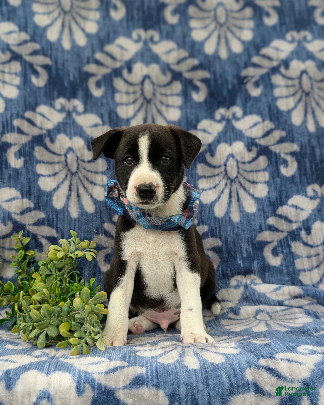 Jack Russell Terrier dogs for sale: Marlow - Image 4