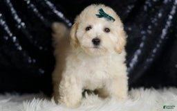 Maltipoo dogs for sale: Mochi - Image 5