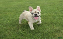 French Bulldog dogs for sale: Zoro - Image 2
