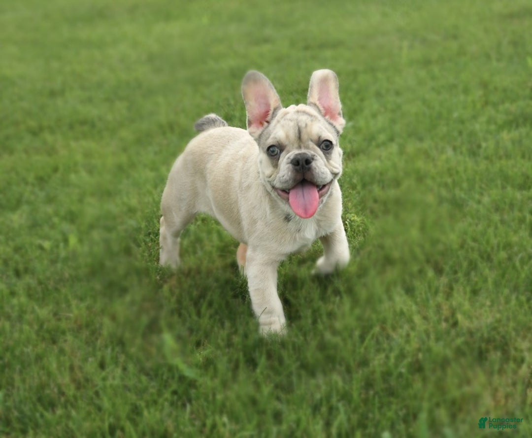 French Bulldog dogs for sale: Zoro - Image 2