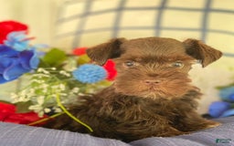 Miniature Schnauzer dogs for sale: Scamp - Image 1