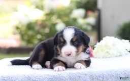 Bernese Mountain Dog dogs for sale: Parker AKC - Image 1