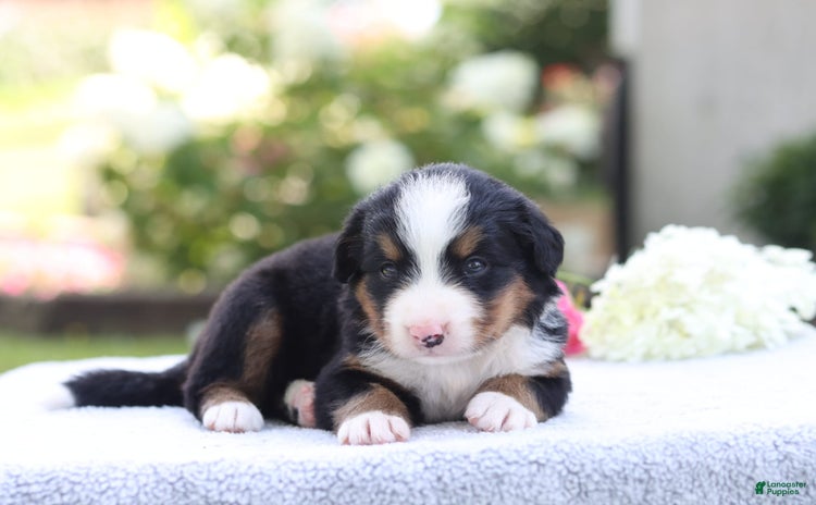 Bernese Mountain Dog dogs for sale - Ad 5