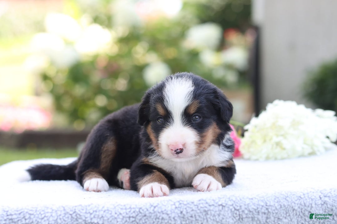 Bernese Mountain Dog dogs for sale: Parker AKC - Image 1