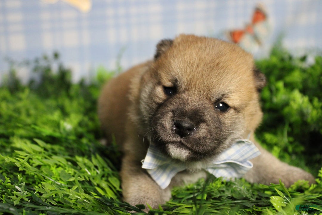 Shiba Inu dogs for sale: Larry - Image 45