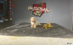 English Bulldog dogs for sale: Dior - Image 6