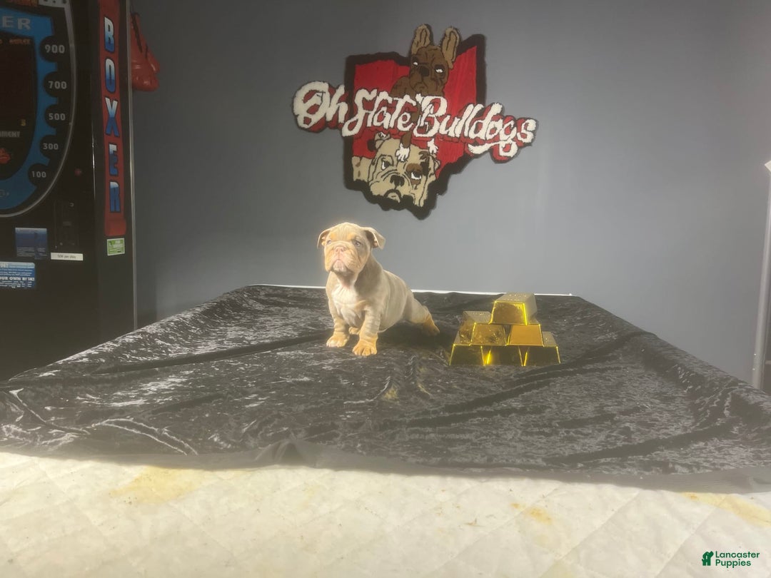 English Bulldog dogs for sale: Dior - Image 6