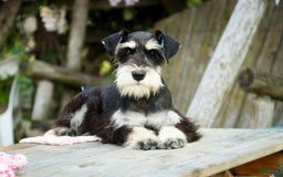 Miniature Schnauzer dogs for sale: Cinderella - Image 16