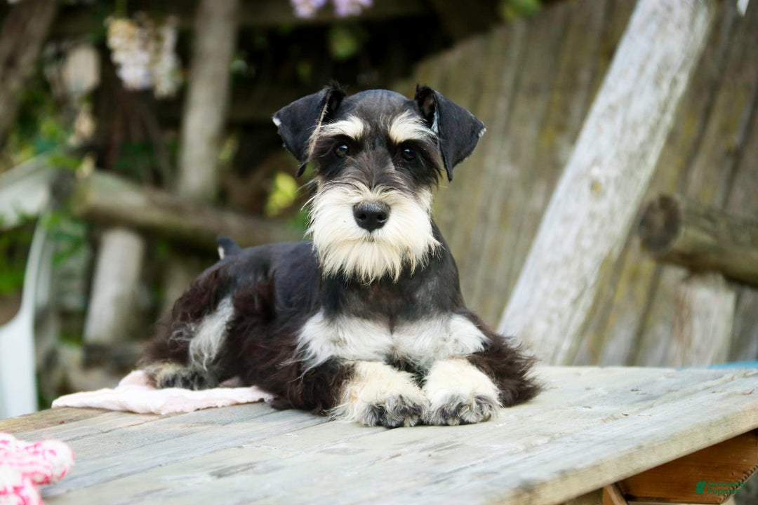 Miniature Schnauzer dogs for sale: Cinderella - Image 16