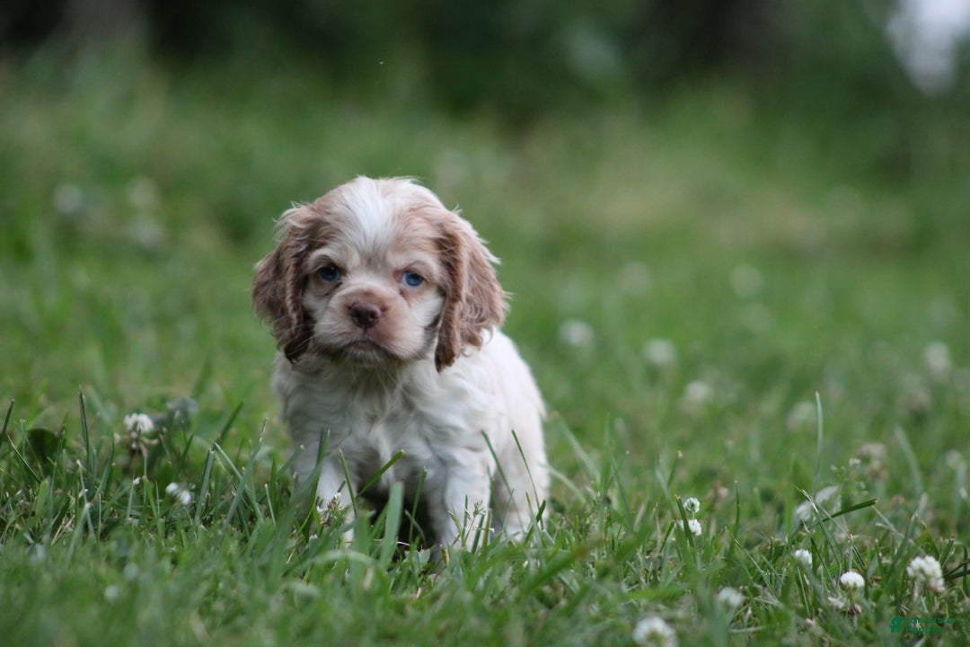 Cocker Spaniel dogs for sale: Addison - Image 1