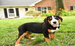 Greater Swiss Mountain Dog dogs for sale: Copper - Image 7