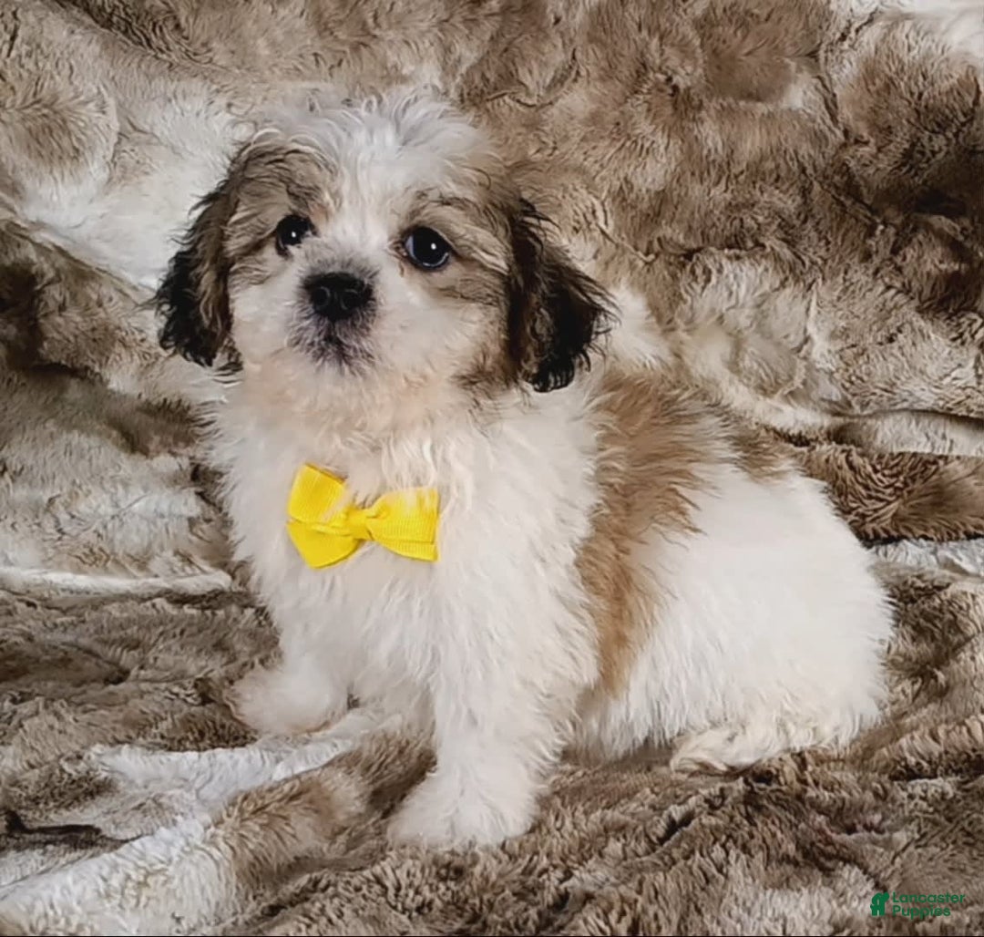 Teddy Bear dogs for sale: Tommy - Image 4