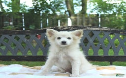 Pomeranian dogs for sale: Viking - Image 10