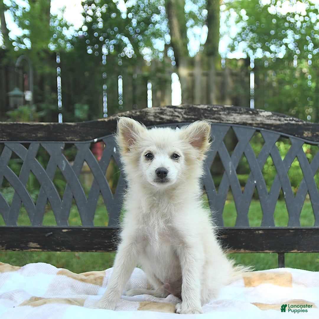 Pomeranian dogs for sale: Viking - Image 10